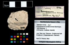 Foto (Objekt + Etikett) von Protosphaeroma ernstbrunnense (Bachmayer, 1949)  (NHMW-GEO-1990-0041-10182)